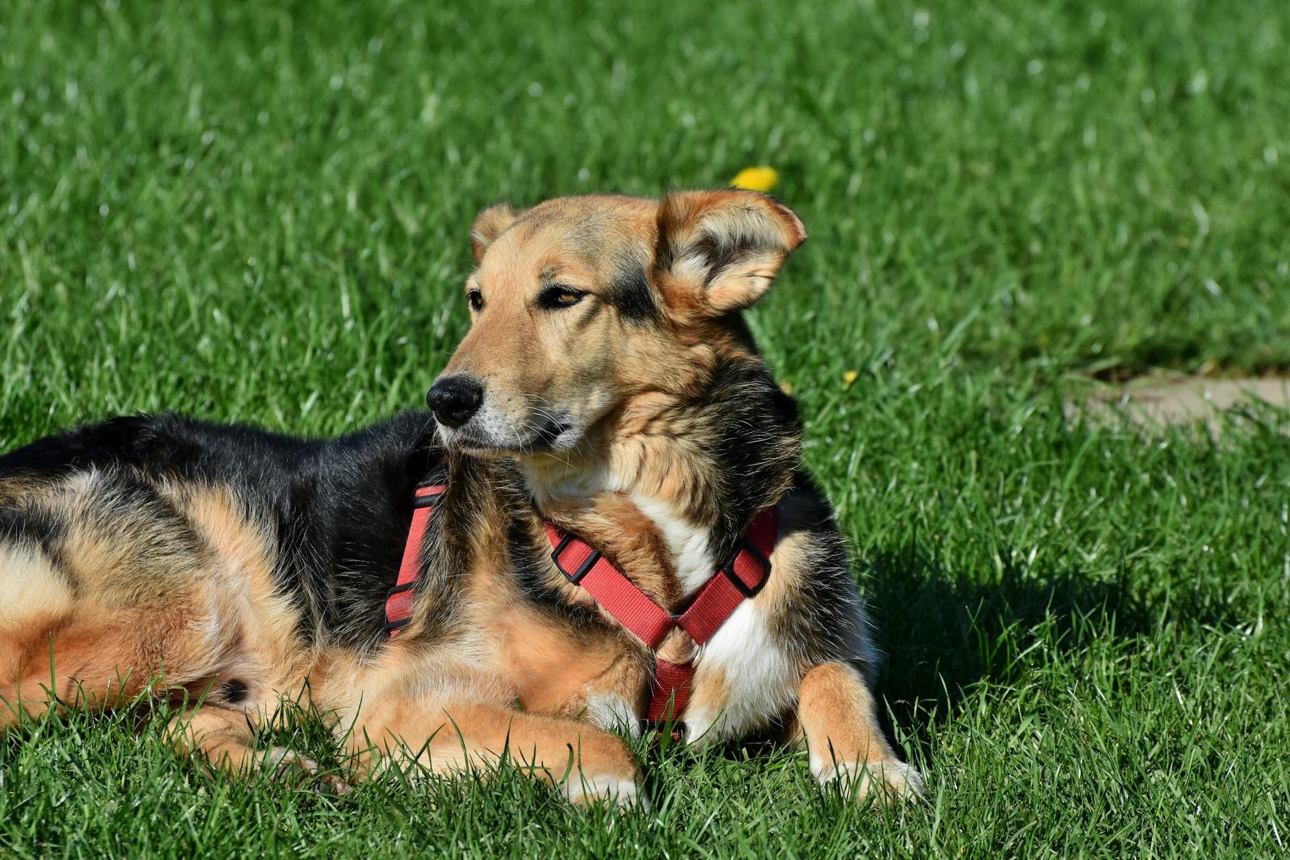 Understanding Dog Breed Lifespan: A Comprehensive Guide to Longevity Factors