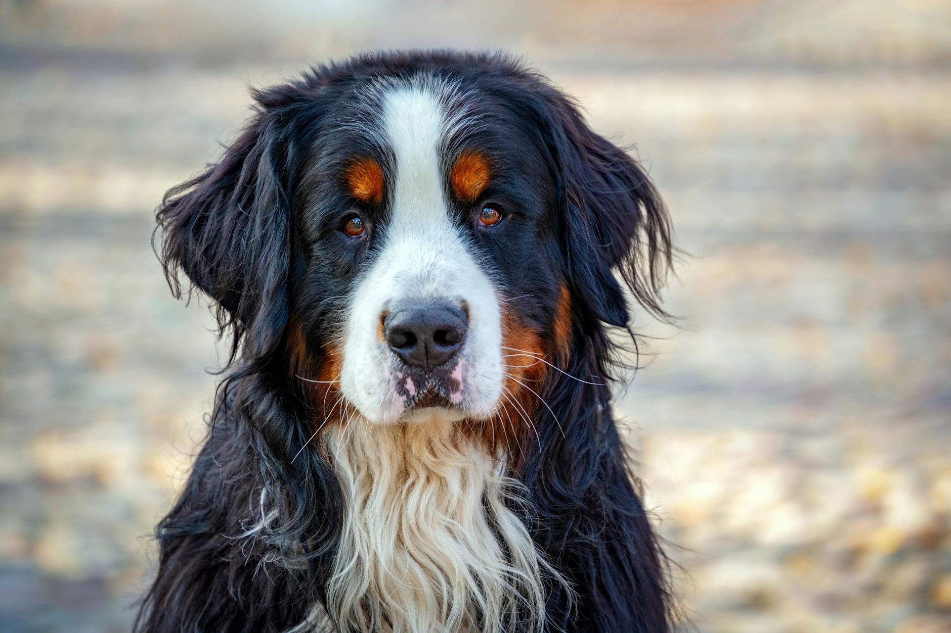 Understanding Dog Breed Lifespan: Factors Influencing Your Canine Companion’s Longevity
